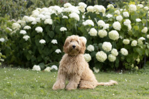 Loena – kleine medium Australian Labradoodle met goud-abrikoos fleece vacht, fokhond bij Betuwse Labradoodles.
