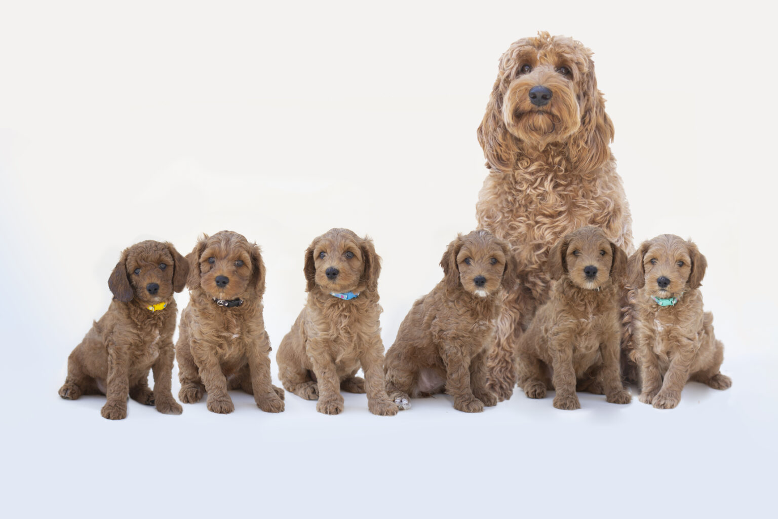 Maten Labradoodle Onze Australian Labradoodles – Mama’s, Papa’s & Pensioen | Betuwse ...