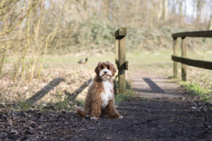 labradoodle mini.jpg