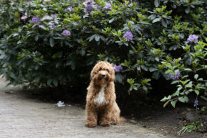labradoodle puppy.jpg
